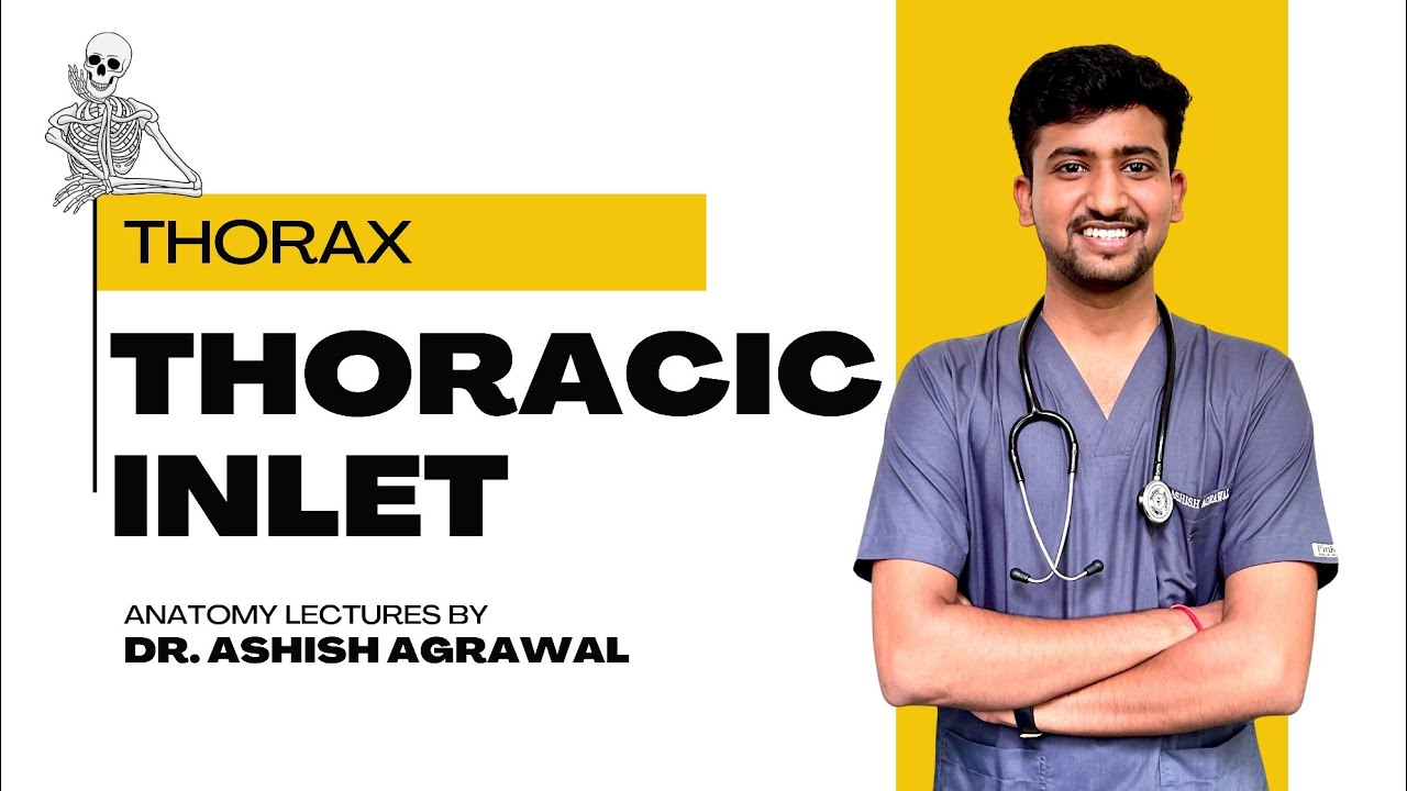 Thoracic Inlet || Thorax Anatomy || First Year MBBS || Anatomy lectures by Ashish