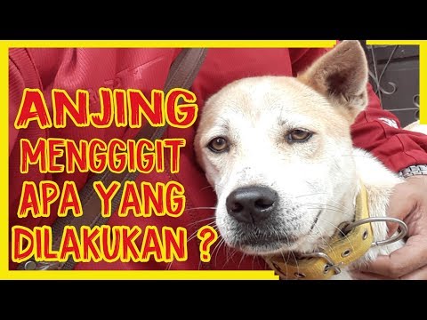 Video: Gigitan Anjing: Apa Yang Harus Dilakukan Jika Anjing Menyerang & Tips Pencegahannya