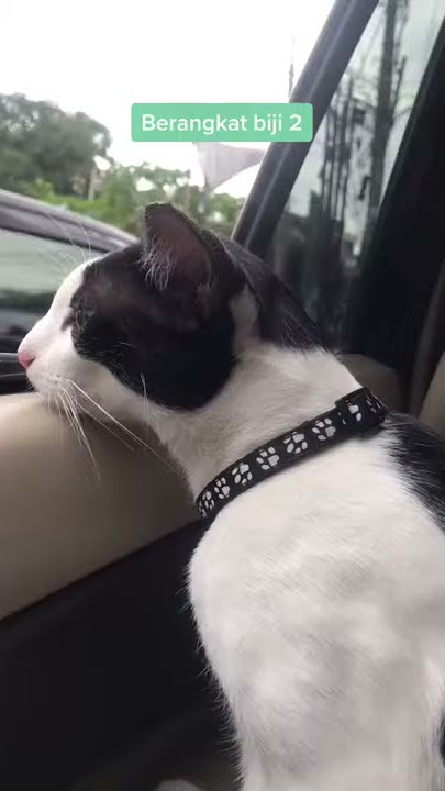 story kebiri kucing kasian tapi ngakak