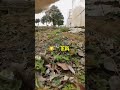 当我家猫以为它丢了…一起来看看它的视角吧 #年轻人养宠图鉴 #1月萌宠大赏