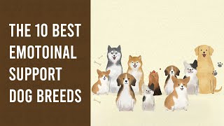 The 10 Best Emotional Support Dog Breeds - MyESADoctor