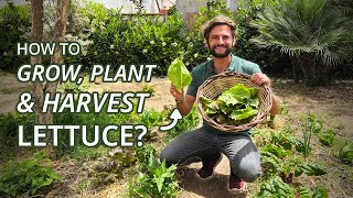 How to Grow, Plant & Harvest Lettuce in your Garden or in Containers