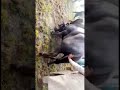 Share A Lahore Bull Fight Khare Balya Di Share A Lahore Bull Fight Khare Balya Di