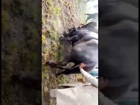 Share A Lahore Bull Fight Khare Balya Di