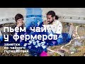 Пьем чай у фермеров. Заметки из чайного путешествия