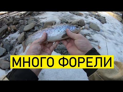 Как поймать форель