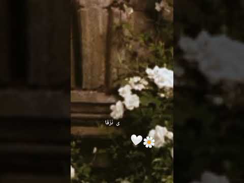 أضفيت على الحسن العبقا مشاري العفاسي     رمضان كريم 2023 رمضان2023