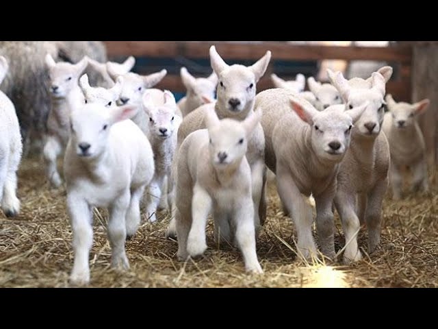 ヒツジの赤ちゃん　元気いっぱい運動会　置戸の牧場