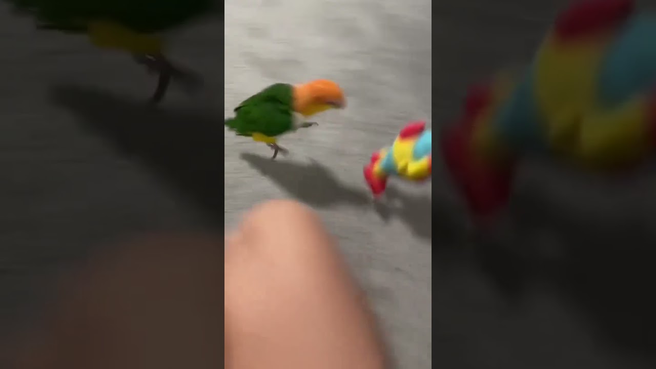 The parrot follows a toy, slips and fall when jumping 