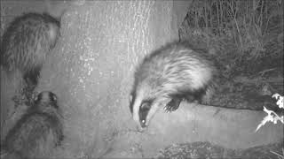 Badger cubs chatter whilst playing on a tree