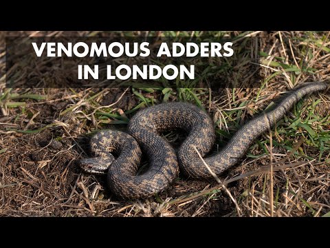 Venomous Snakes (Adders) in London in WINTER