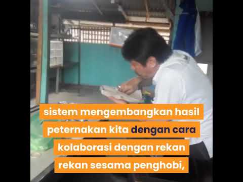 Sistem Ternak Perkutut Syariah 