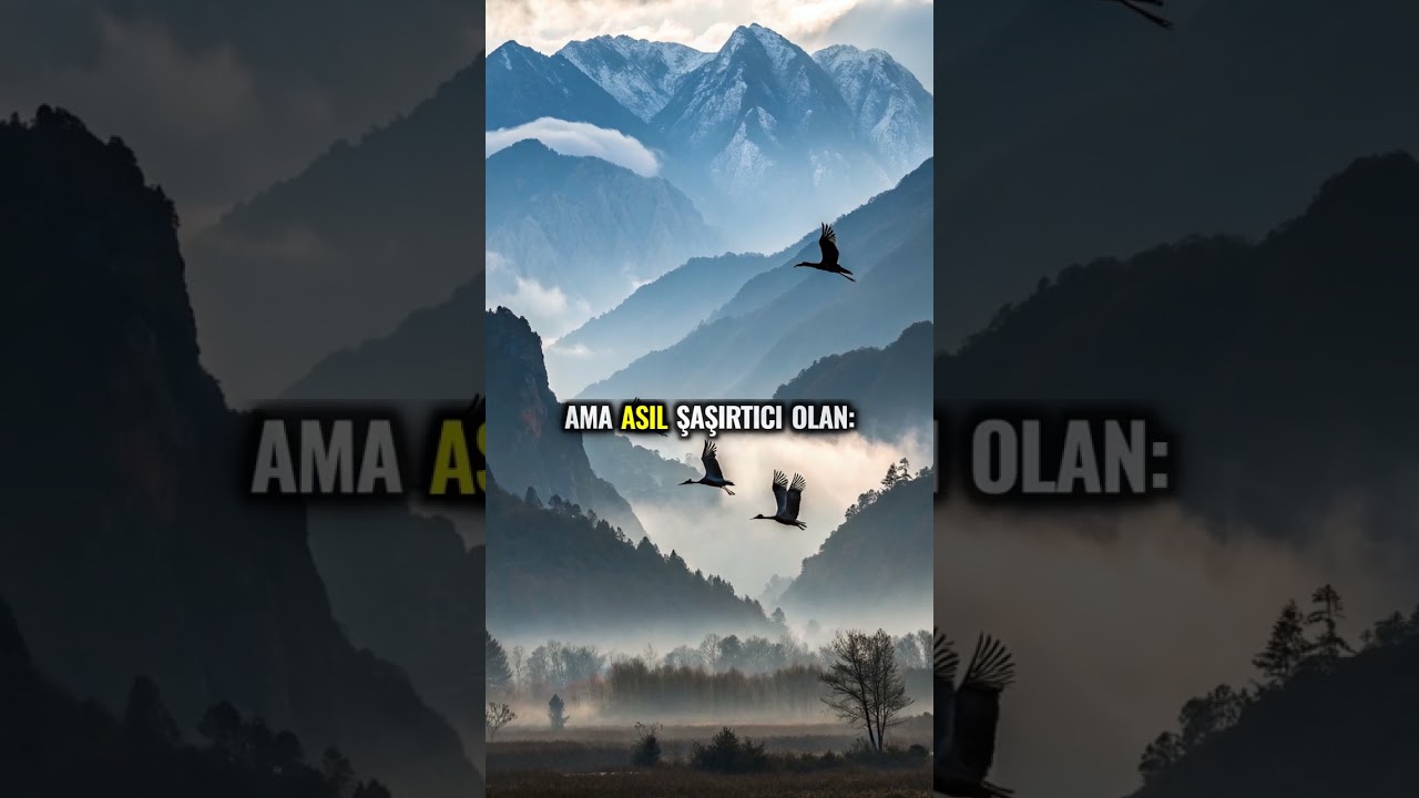 ⁣Turna Hakkında Bilinmeyen Yaşam Süresi Gerçeği