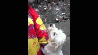 Fucking dog