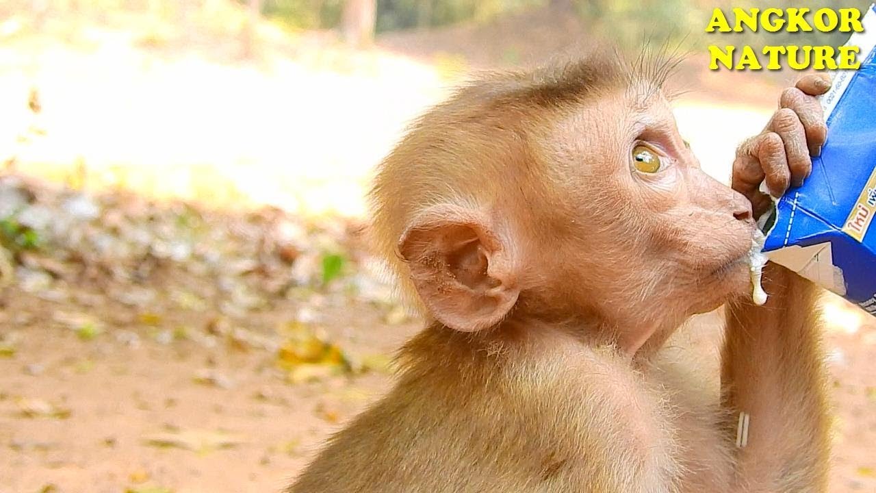 Axel need to refill energy after play with other monkey in Amber troop | Angkor Nature
