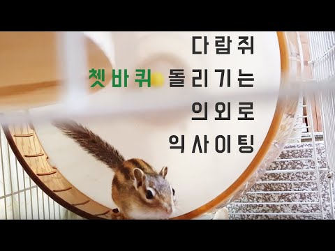 다람쥐 쳇바퀴 돌리기는 의외로 익사이팅하다