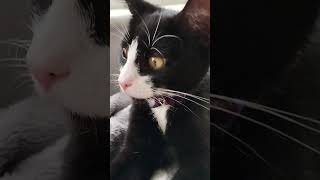 No caption, just a catto.