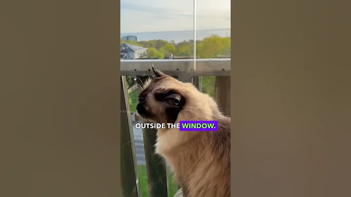 Watch the video about What cats like to do in their free time from their cat job?