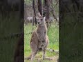 Kangaroo Voice Viralvideo Discovery Ytshort Shorrts Kangaroo Kangaroo Voice Viralvideo Discovery Ytshort Shorrts Kangaroo