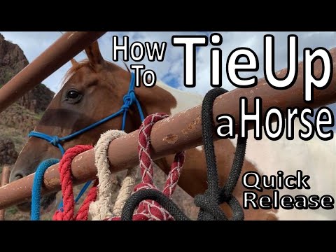 Hoe te binden uw paard -Quick release Knot / Halter Hitch- BTSR