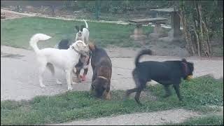 Maggy beim Spielen mit ihren Hundekumpels