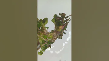 Alternanthera Reinekiii Ocipus 