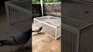 Genius Bird Trap! #BirdTrap #Innovation #SmartInvention #AmazingTech #NatureLovers #shorts