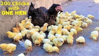 200 CHICKS with ONE HEN -  Can Hen Raised 200 Golden Chicks ?  " Eggs To chicks ""