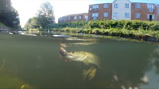 The Best Pike Footage On The Internet?!