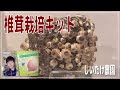 【椎茸栽培キット】簡単に育てられて楽しめるシイタケの栽培記録  (前編）/  - Shiitake growth record