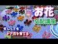 【とび森女性実況#番外編】お花の交配講座【レイジの草むしり】