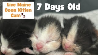 Maine Coon Kitten Live Stream – Bella’s Kittens 1 Week Old Today! (No Sound)