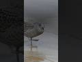 birdvideo
