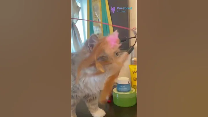 Watch the video about Adopt Holly