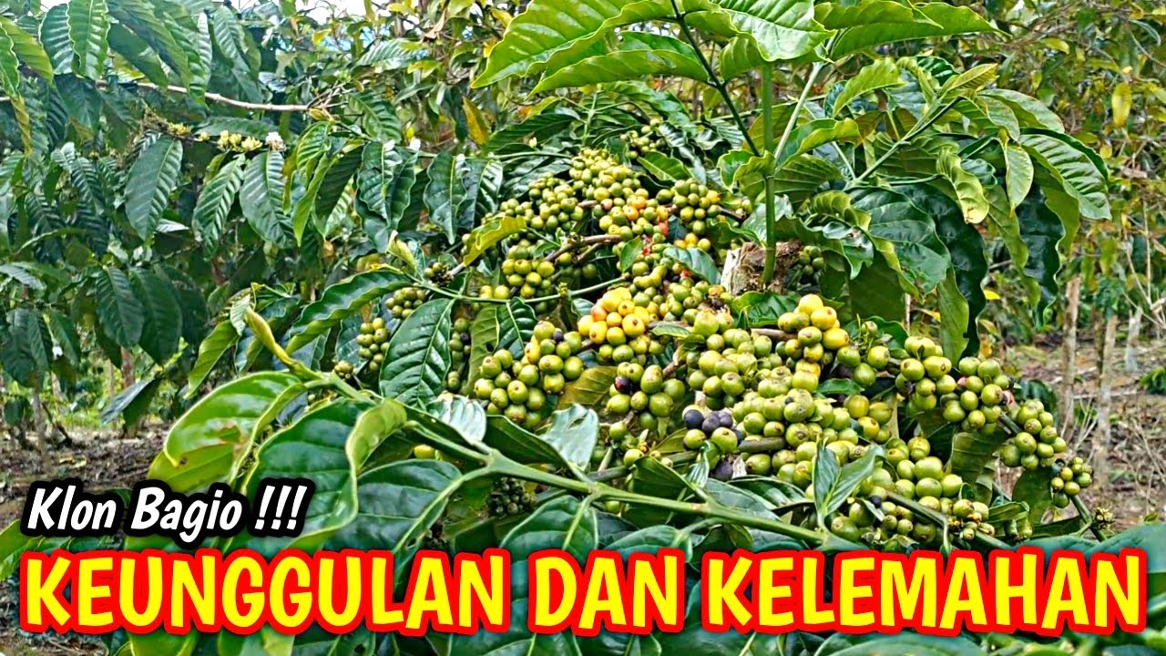 KEUNGGULAN DAN KELEMAHAN KOPI KLON BAGIO...