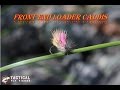 Front End Loader Caddis Fly Tying Tutorial