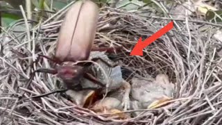 beetle entangled in the nest of a newly hatched baby bird.bird eps 235