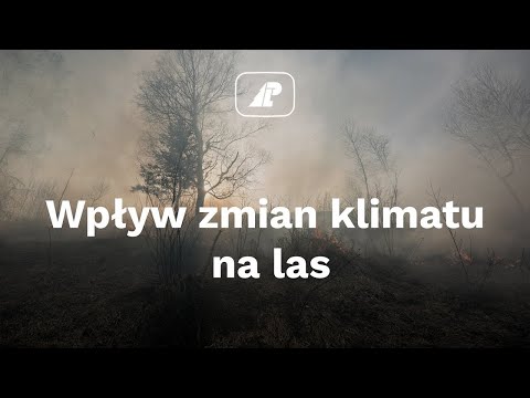 Wideo: Zmiany Klimatyczne Wpływają Na Rosyjski Przemysł Drzewny - Alternatywny Widok