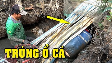 Tát Đìa Bắt Cá Miền Tây Trúng Ổ Cá Rô, Cá Lóc, Cá trê Vàng Thấy Mê/Fishing/Catch The Fish/NGÃ NĂM TV