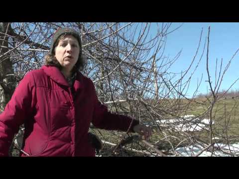 Pruning Apple Trees