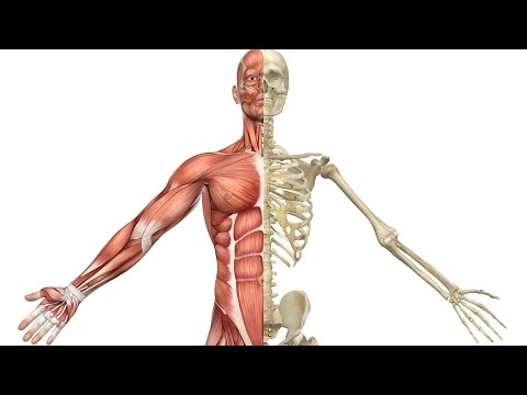 Video: I knogler menneskekroppen?
