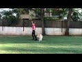 I&#39;m gonna get you Blondie &amp; Roni Sagi Canine freestyle (dog dance) beginner level