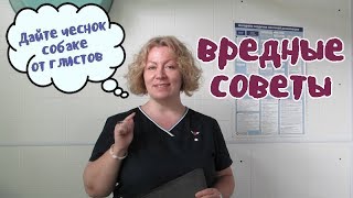 Кормите собаку чесноком и глистов не будет. Вредные советы. Кормите собаку чесноком и глистов не будет. Вредные советы.