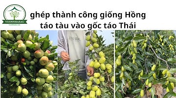 Thành quả từ việc ghép cây hồng táo tàu sang gốc táo xanh ( táo thái)