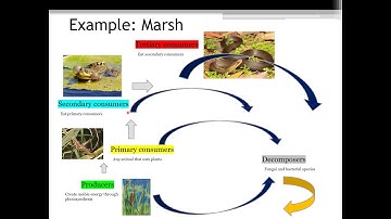 Activity 1 - Trophic Structure and Food Webs
