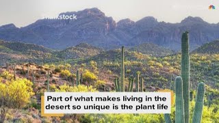 Unique plants of the Sonoran Desert 12 Iconic Plants Of The Sonoran Desert Ep 332