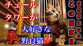 ちゅ〜るタワー(まぐろ)にかぶりつく野良猫の咀嚼音がかわいい