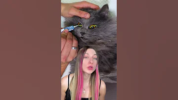 Самый необычный кот обзор обзоры животные кот кошки котята юмор щенята щенки собака маша 