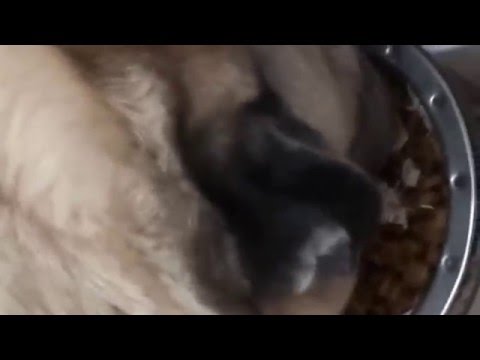Video: Cum Se Câștigă Bani Pe Câini