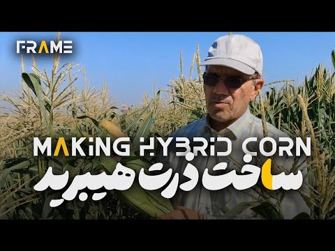 ساخت ذرت هیبرید اعتبار جدید ایران قسمت دوم